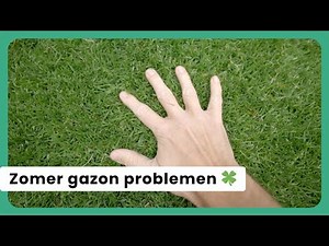 🍀 Weeds, overgrown grass, and dry patches? Here's how to solve these summer problems!