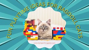 Fun Playtime Ideas for Ragdoll Cats