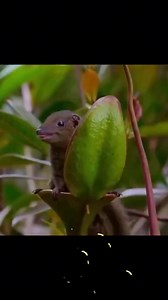 ये जानवर pitcher plant में poop क्यों करता है #shorts #animals #facts | Reel Fact