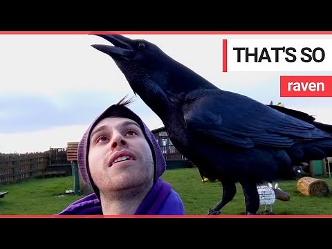 Meet Loki - an overly affectionate raven who likes to cuddle | SWNS