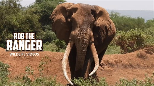 Super-tusker Craig joins elephant herd at Amboseli waterhole