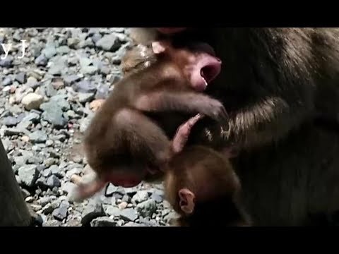 Poor baby monkey is violently attacked and runs away
