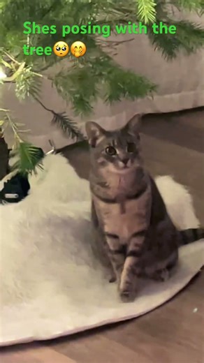 She literally is posing with the tree🤪🤣