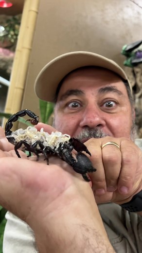 My emperor scorpion had her stinger ready! You don’t wanna get stung by one of these trust me!😅🦂😳 ##emperor##scorpion##arachnid##thereptilezoo##animals##venom##smallanimal##tiktok##care##wildlife##video##style##reptile##zoo##funny##moments