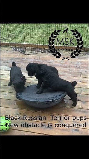 Black Russian Terrier Puppies Conquer a New Obstacle V2 litter 33 days