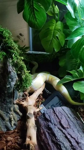 Snake Farting Loudly in Water: Myth or Reality?