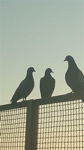 #helloworld #haveaniceday #sunrise #alba #світанок #birds #colombo #птахи #релакс #relax #enjoy #hi