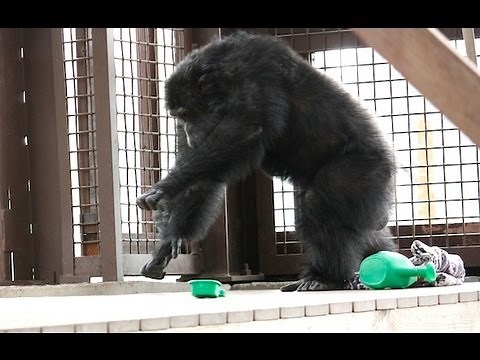 Chimpanzee Rain Dance
