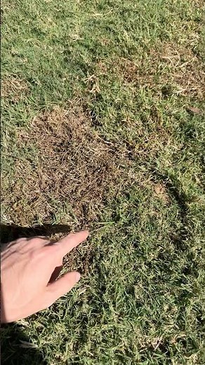 8 day update: Virginia buttonweed treated with MSM Turf and Celsius #bermudagrass