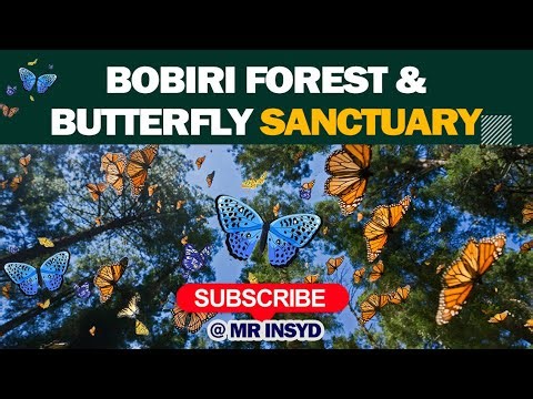 Bobiri Forest and Butterfly Sanctuary. (West Africa's Butterfly Sanctuary)