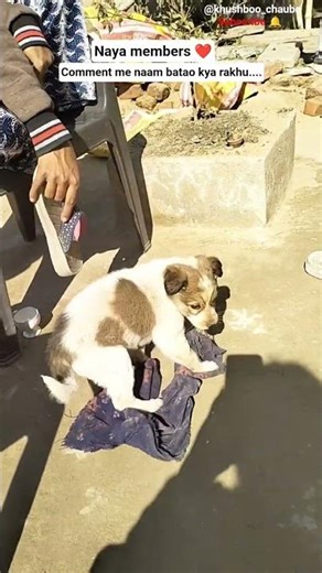 Gar me aya नन्हा मेहमान🐕🐾 #shortsfeed #minivlog #youtubeshorts #day#doglove #funniestvideo#reels#yt