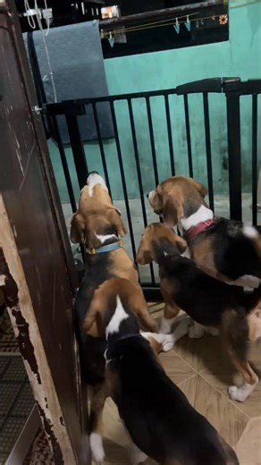 The Family Trapp Singers (BEAGLE EDITION) #beagles #beaglepuppies #beagledogs #beaglelovers #dogs #doglovers #viraldog #reels #reelsfb #reelsviral | Baileys The Beagle