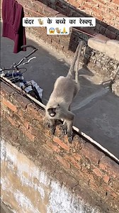 Rescue of a baby monkey suffering from itching 😱🐒🙏🥺 #monkey #animalrescue #injured #help #animals