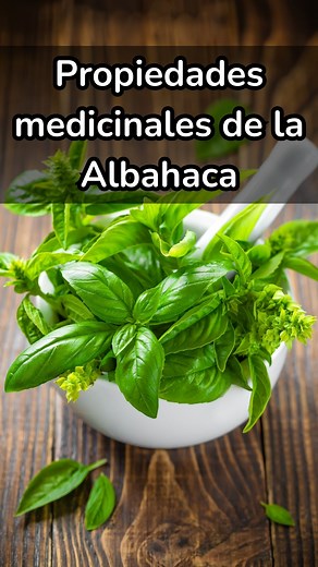 Propiedades Medicinales de la albahaca | Tu Guía Natural