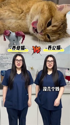 Understanding the Heat Cycles of Cats: Male vs. Female