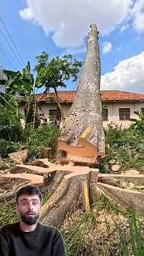 Professional Tree Cutting with Chainsaw || Satisfying Tree Removal || #shorts