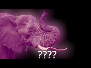 6 Elephant Sound Variations in 10 Seconds