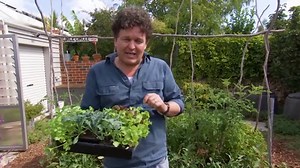 Winter Veg - Gardening Australia