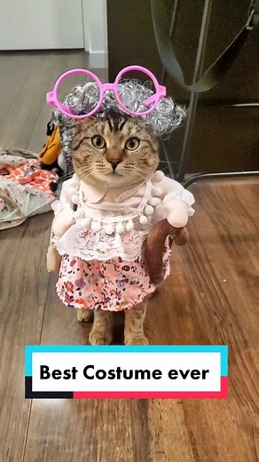 Saw this at @winners & had to get it 🤣 #winnersfabfinds #costume #fyp #catclothes #foryoupage #halloween #canada #grandma #trending #shopping #catsoftiktok #cutecat