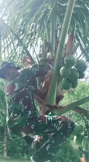 Climbing Coconut Trees: Mastering the Skills in Nature