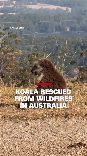 Residents in Australia rescued a koala as wildfires raged through their farm in the state of Victoria. A record heatwave has sent temperatures soaring and fueled blazes in the country. | CNN International