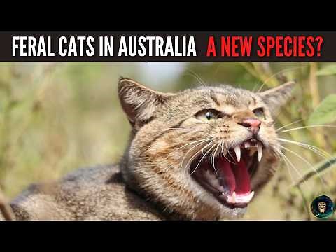 Are Australia’s Feral Cats Becoming a New Species? 🐾 Shocking Evolution Uncovered!