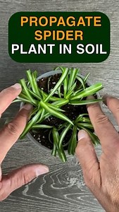 MonstroFarm on Instagram: "WWW.MONSTROFARM.COM also Link In Bio Here’s how I propagate a Spider Plant in soil 直 Use a 1/3 mix consisting of coir, peat and perlite Fill pot with soil, slightly compact the soil ✂️ Always disinfect your pruners and choose babies that preferably have a small root 華 Open a hole with a dowel or pencil and place the baby in the soil Place under a grow light or on a windowsill  water when the top layer of soil is dry Enjoy. Ahhhhh!"
