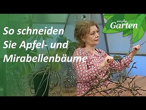 How to prune apple and mirabelle plum trees | MDR Garden
