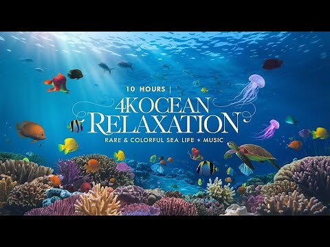 10 HOURS of Stunning 4K Underwater Footage + Relaxing Music | Rare & Colorful Sea Life