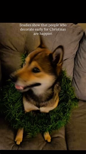 Studies show that people who decorate early for Christmas are happier. | Kayla Timberlake