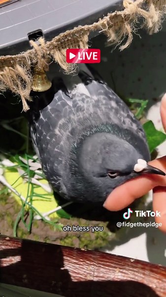 I may have been a bit overEGGcited 😅 Fidget has laid eggs before, but it’s never happened in front of me 👀 (PS: egg isn’t fertilised so it won’t hatch 🐣) #LIVEhighlights #TikTokLIVE #LIVE #pigeon #pigeonlovers #bird #rescuebird #egg #excited