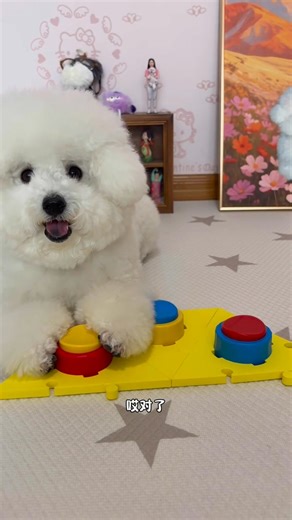 #funnycutenessdogchannel #fblifestyle | Funny Cuteness Dog Channel