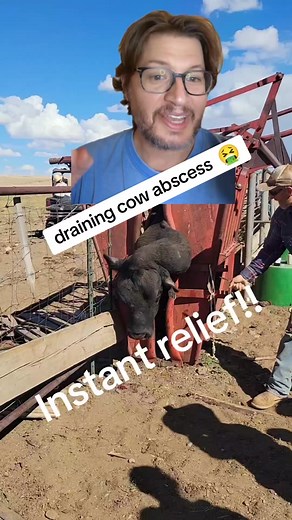 Reaction to Draining a Giant Cow Abscess