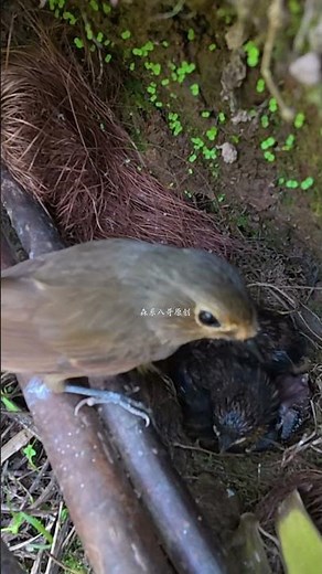 The cuckoo collapses, gasping on the ground. The nestlings have no rival left杜鹃鸟倒下了，在地上喘气，小鸟再也没有竞争对手