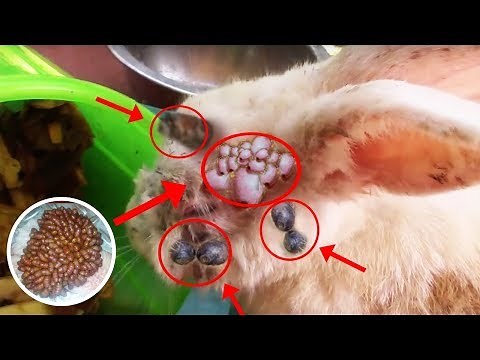 Rescue Rabbit! Botfly Removal from Bunny - Rabbit Botfly Larvae Removal