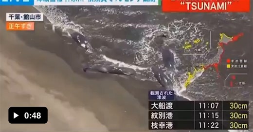 4 giant whales washed up on a beach in Japan after a monster 8.8 Russian earthquake - Video