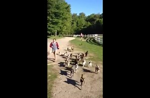 The running of baby goats is delightful.