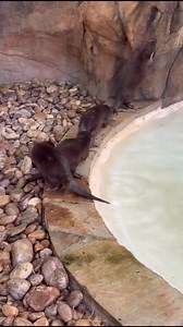 The new Asian Small Clawed Otters are slowly starting to explore the big pool on habitat. | Frank Buck Zoo