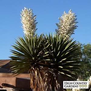 Yucca faxoniana - Alchetron, The Free Social Encyclopedia