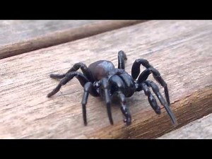 SPIDER CRAWLING