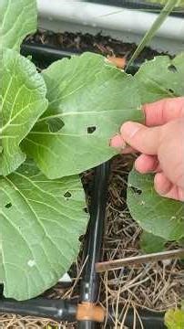 FACTS About Using Pesticides in Your Home Garden