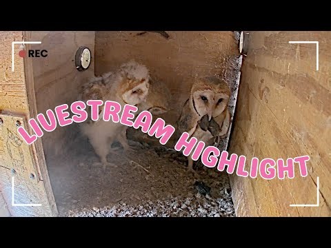 Ramona Barn Owls | Owl Box and Hawk Pole Livestream Highlight