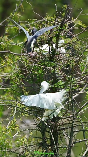 Snowy Egret vs Tricolored Heron – Intense Territorial Showdown! #birds #nature #wildlife #lovers