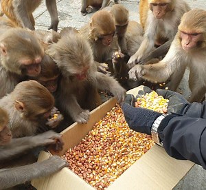 Monkey eat one box maize and peanuts | Feeding Animal