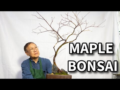 Repotting an Acer Garnet Maple nursery stock into a Maple Bonsai! Step by step demo.