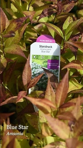 Amsonia (Blue Star) - What You NEED to Know About this Amazing Native Perennial