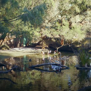 Our Waterwise Business Program supports businesses to save water through water recycling, improved water efficiency and use of new technology. 🏢 💧 Since 2007, the program has helped WA businesses (including Perth Zoo) save over 110 billion litres of water. http://bit.ly/WC-Waterwise-Businesses | Water Corporation