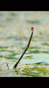 Frog 🐸 hunting. Please Follow and Share for More. #amazinganimals #animalsworld #wildlife #natural #foryoupage #facebookreel #fypviral #viralreel #fyp #animal #hunting #animals #reels | Do you Know?