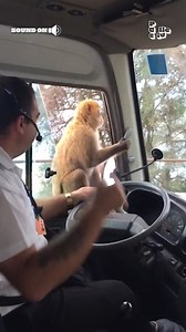 310K views · 1K reactions | "Ooooo! A sandwich! My favorite!" 索(Via - Paul F.) #Monkeys #Wildlife #AnimalMemes #FunnyMonkeys #WildlifeMemes | The Pet Collective | Facebook