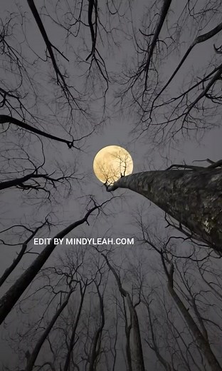 Tim Burton Weddings in comment It was meant to be. {1} Classy Nightmare Before Christmas wedding aesthetic https://m.facebook.com/story.php?story_fbid=628436312247823&id=100052443794812 {2} Corpse Bride Wedding https://m.facebook.com/story.php?story_fbid=628408705583917&id=100052443794812 {3) Beetlejuice wedding https://m.facebook.com/story.php?story_fbid=630081028750018&id=100052443794812 _______________ #nightmarebeforechristmas #Corpse #Bride #bettlejuice #TimBurton #Goth #Gothic #Wedding #Fy